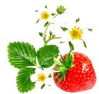 Strawberry Flower