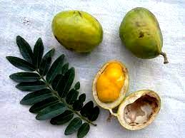 Swartzia