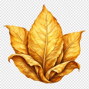 tobacco