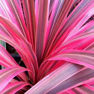 Ti Leaf (Cordyline)
