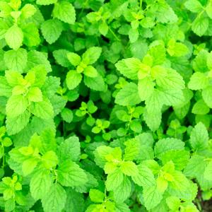 Lemon Balm
