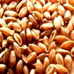 Wheat