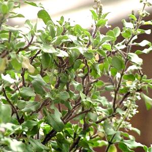 Holy Basil