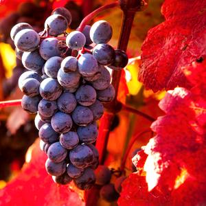 Vino tinto