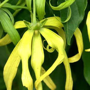 Ylang-Ylang